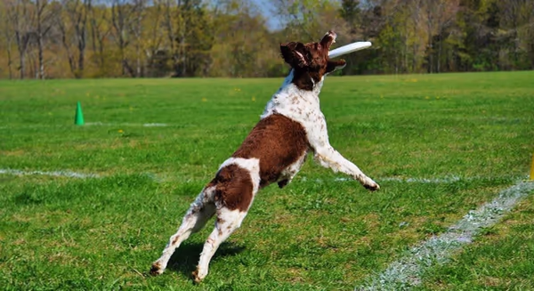Youngs Pond Dog Run photo 2